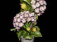 2011-34.jpg item