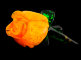 9529A_5_50.jpeg item