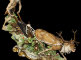 pe-2368-el-2.jpg item